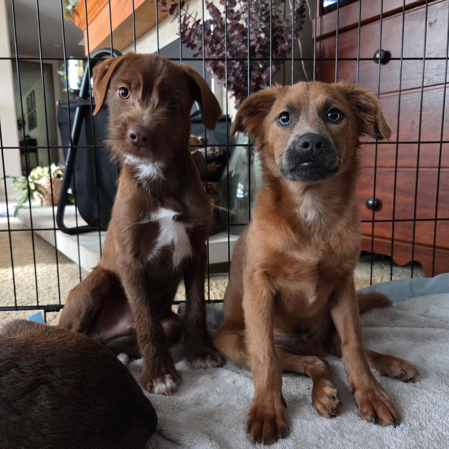 Enlarge Cash, an adopted mixed breed in Mount Prospect, IL image 4/5