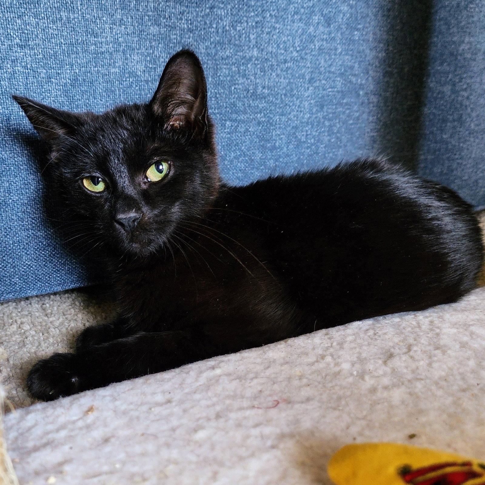 Enlarge Tripp, a Adoptable Domestic Short Hair in Garland, TX image 2/3