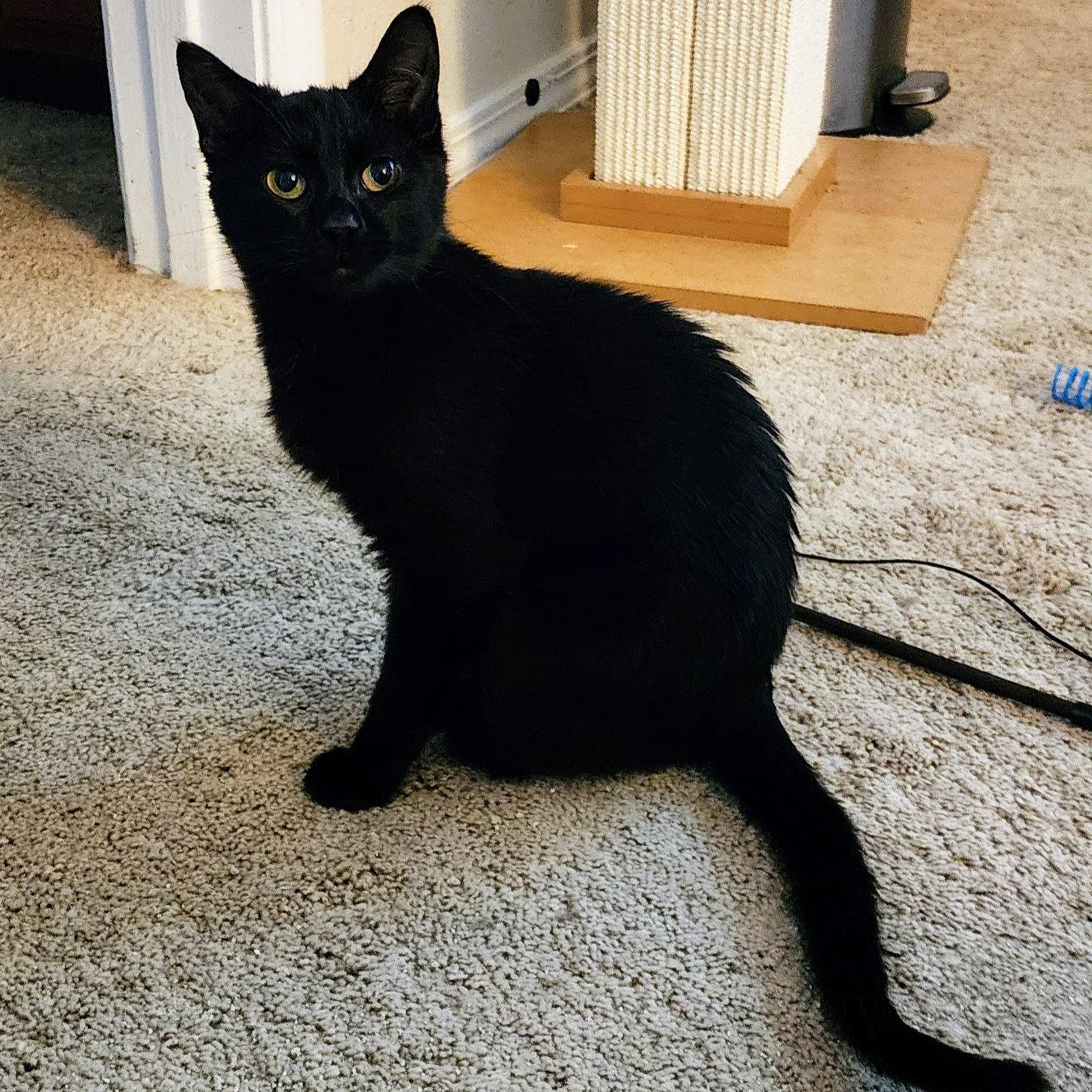 Enlarge Tripp, a Adoptable Domestic Short Hair in Garland, TX image 3/3