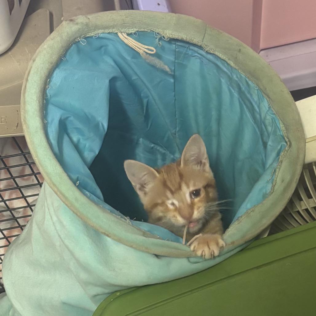 Enlarge Yoo-hoo, a Adoptable Domestic Short Hair in Hinesville, GA image 1/1
