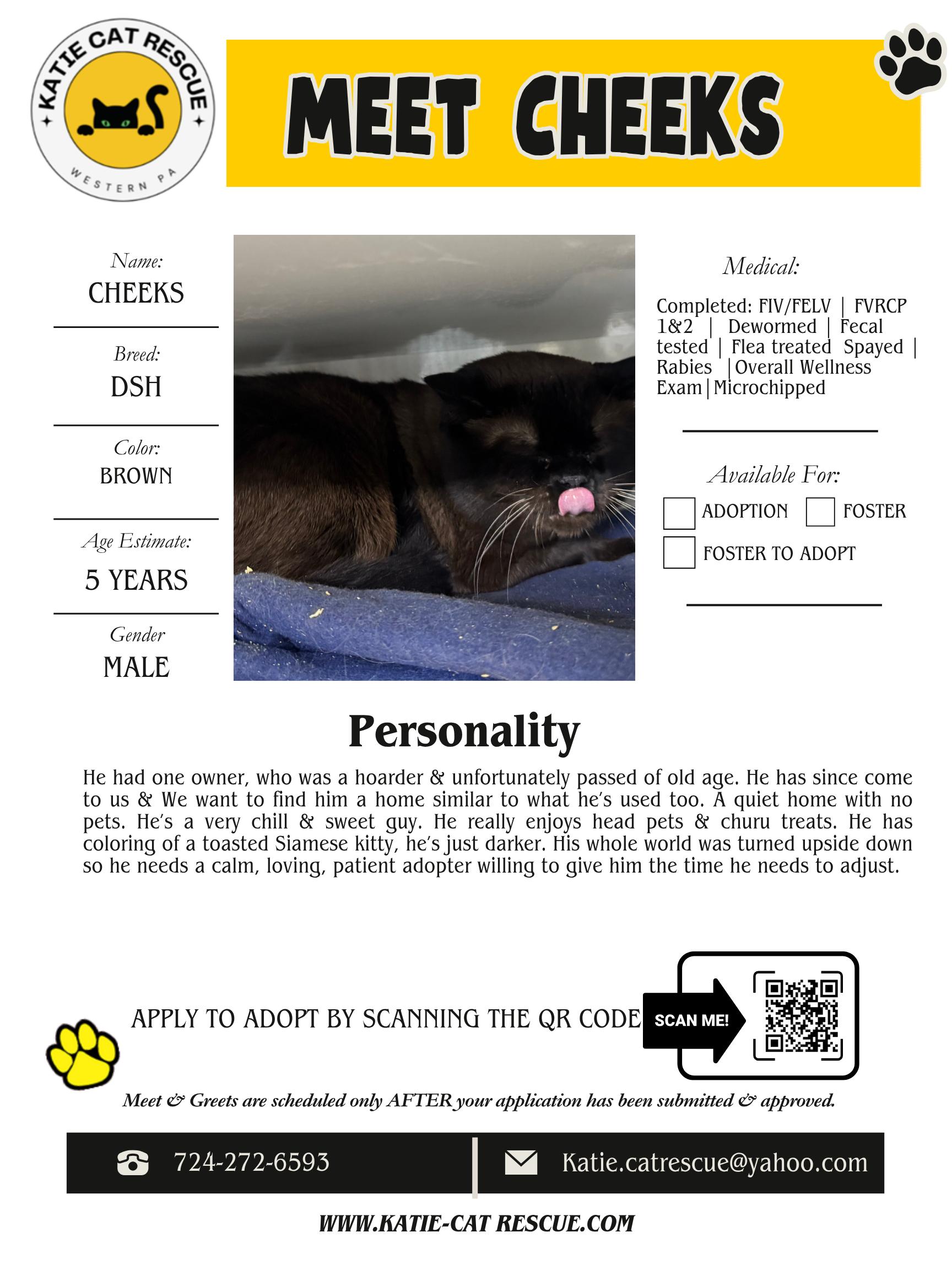 Cheeks, ADOPTABLE, Adult Male Siamese.