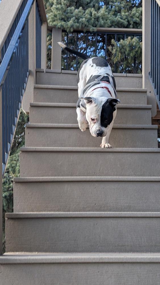 Lucy Lou, Adoptable, Adult Female American Staffordshire Terrier.