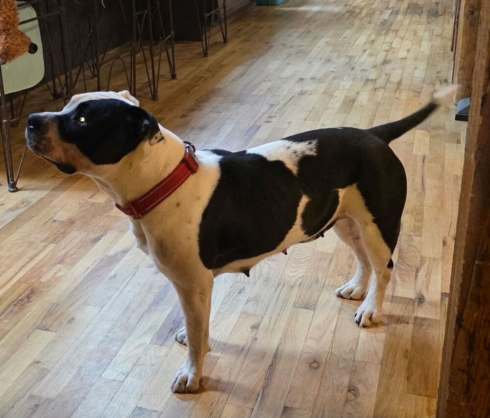 Lucy Lou, a Adoptable mixed breed in Parker, CO image 2/6