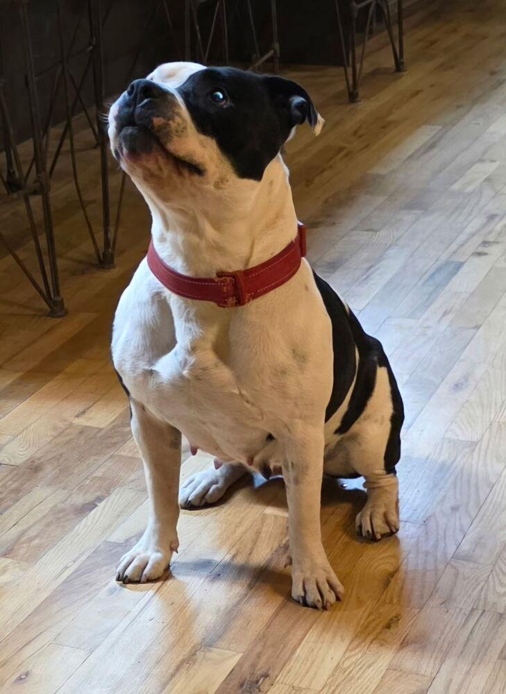 Lucy Lou, a Adoptable mixed breed in Parker, CO image 4/6