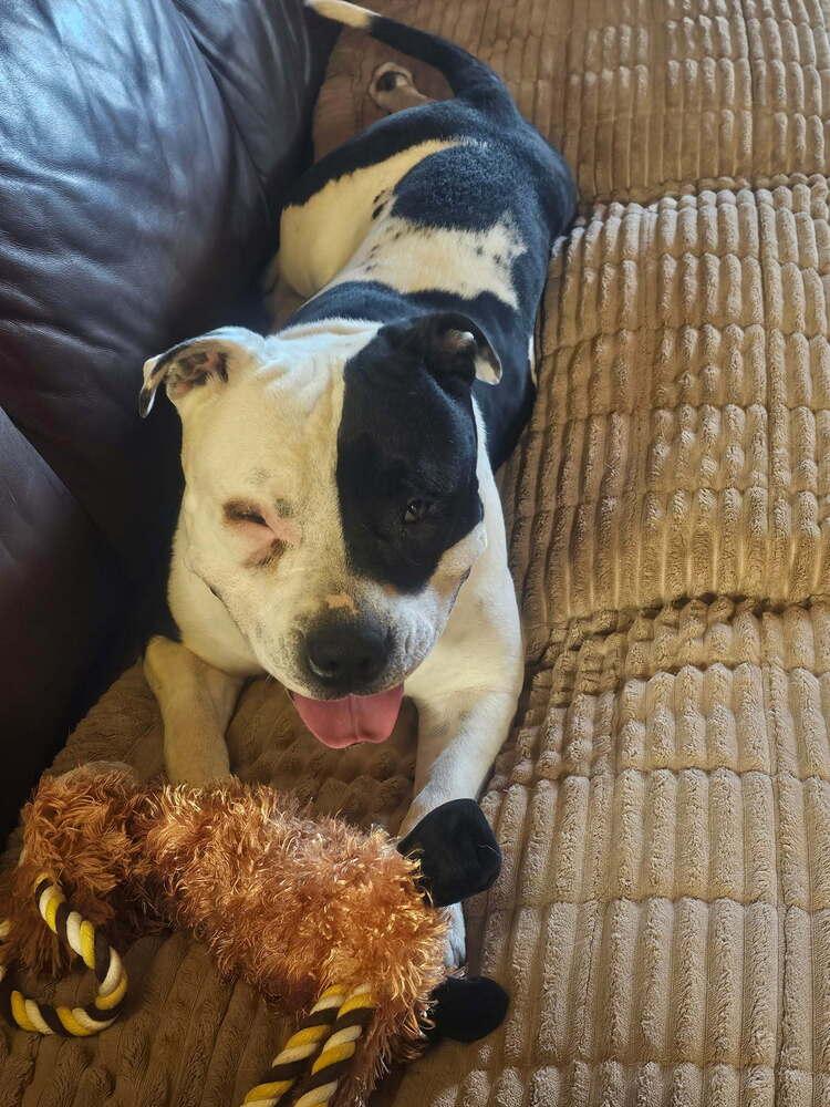 Lucy Lou, a Adoptable mixed breed in Parker, CO image 5/6