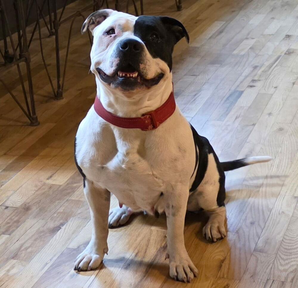 Lucy Lou, a Adoptable mixed breed in Parker, CO image 6/6