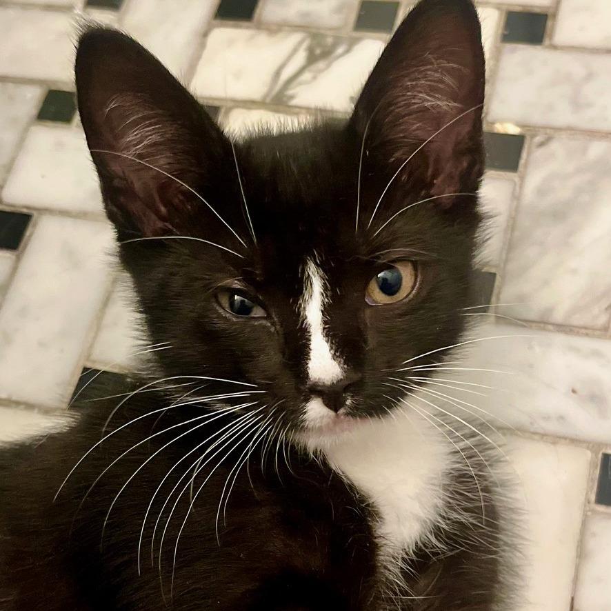 Wolverine (Largo 4), a Adoptable Domestic Short Hair in Westport, CT image 1/4