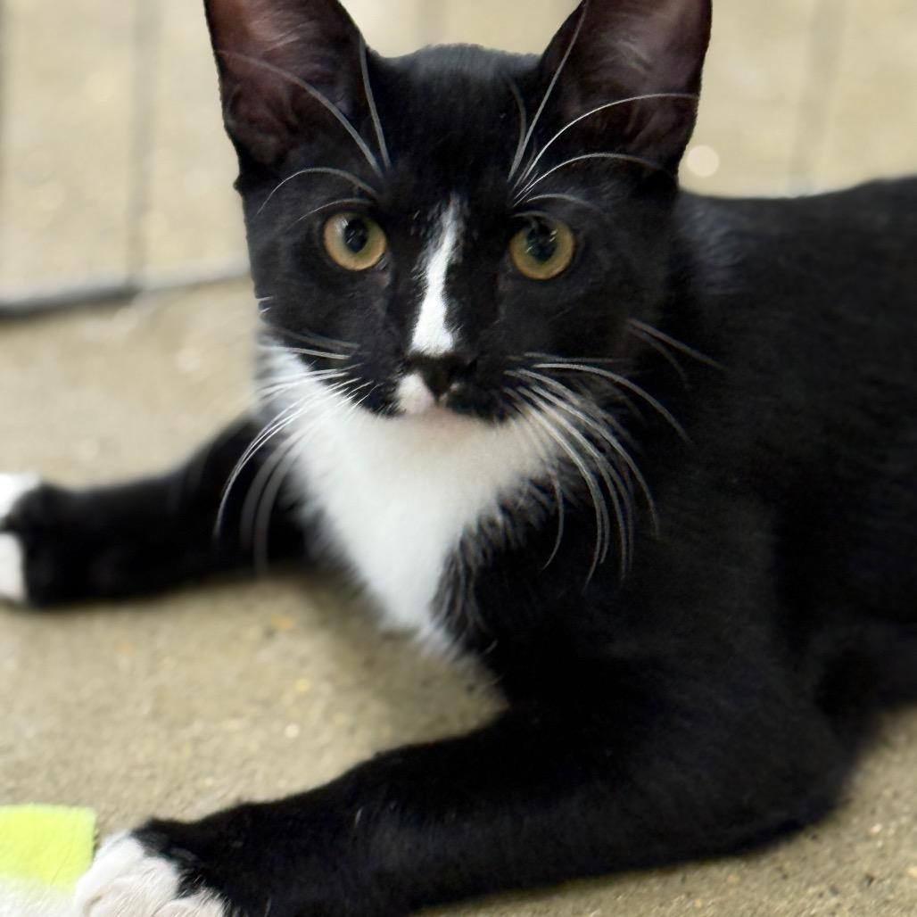 Wolverine (Largo 4), a Adoptable Domestic Short Hair in Westport, CT image 2/4