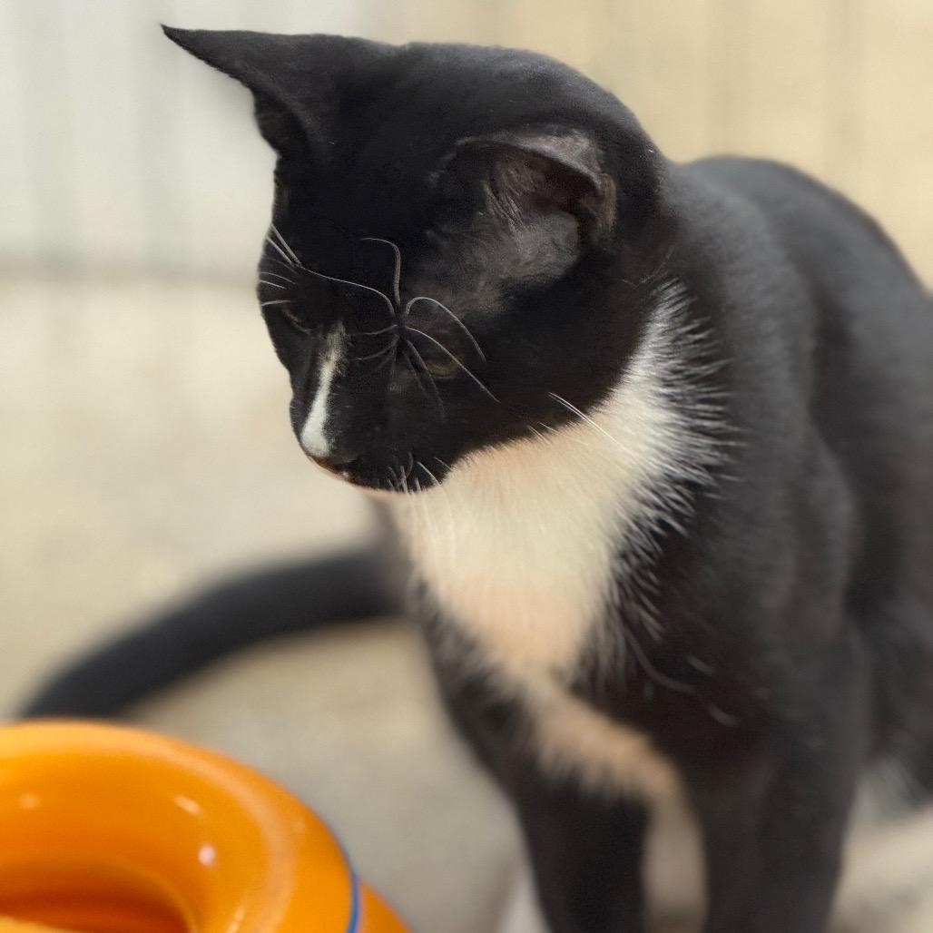 Wolverine (Largo 4), a Adoptable Domestic Short Hair in Westport, CT image 3/4