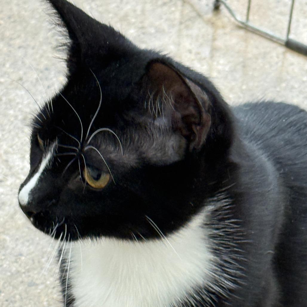 Wolverine (Largo 4), a Adoptable Domestic Short Hair in Westport, CT image 4/4