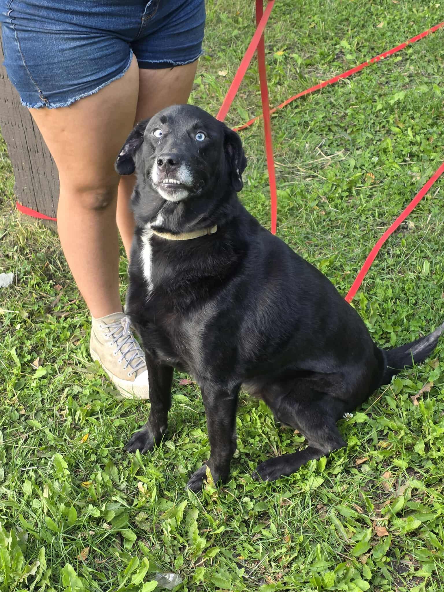 Enlarge Willow, a Adoptable mixed breed in Anchorage, AK image 1/1