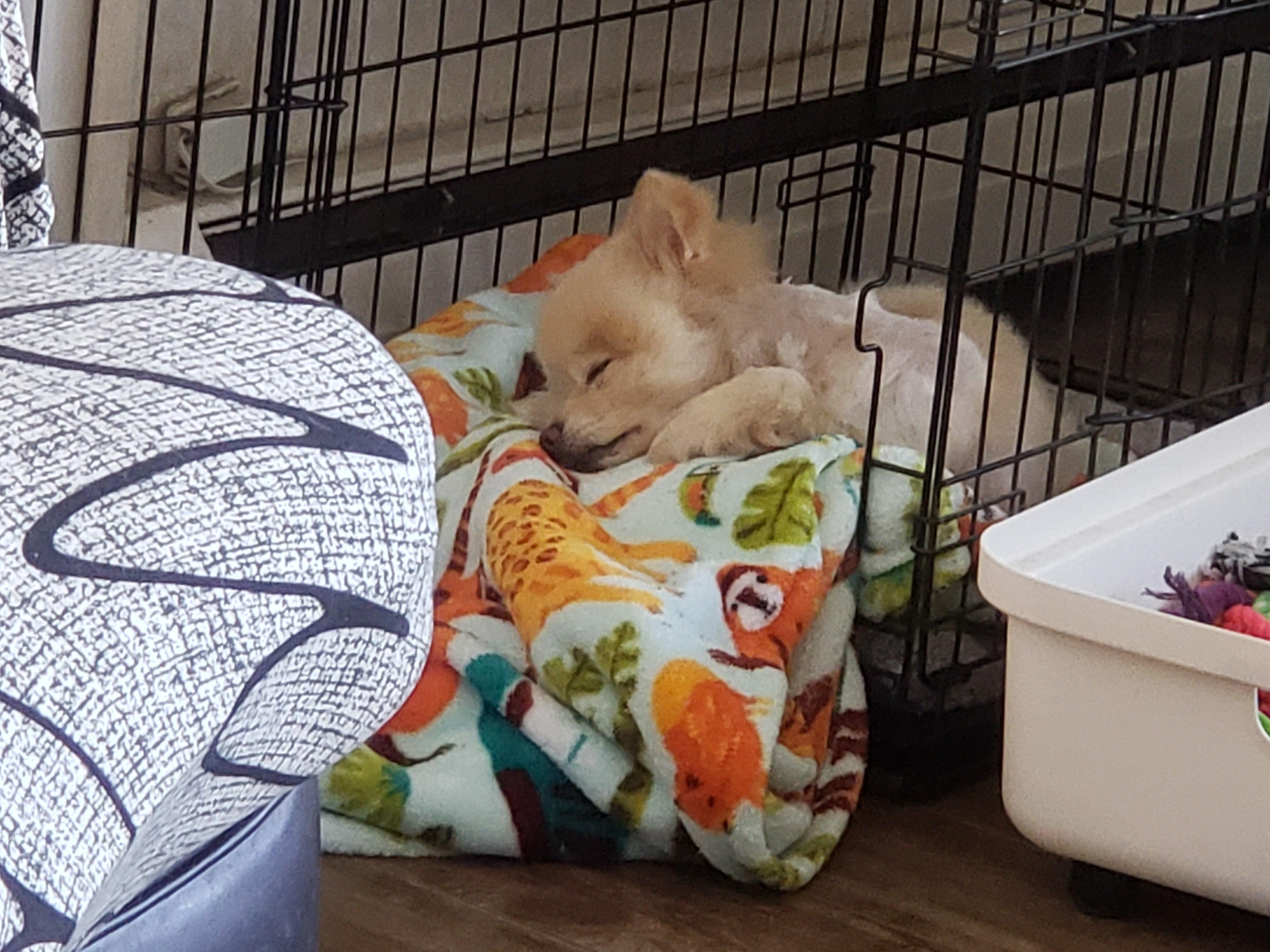 Bongo, a ADOPTABLE Pomeranian in Albany, NY image 4/6
