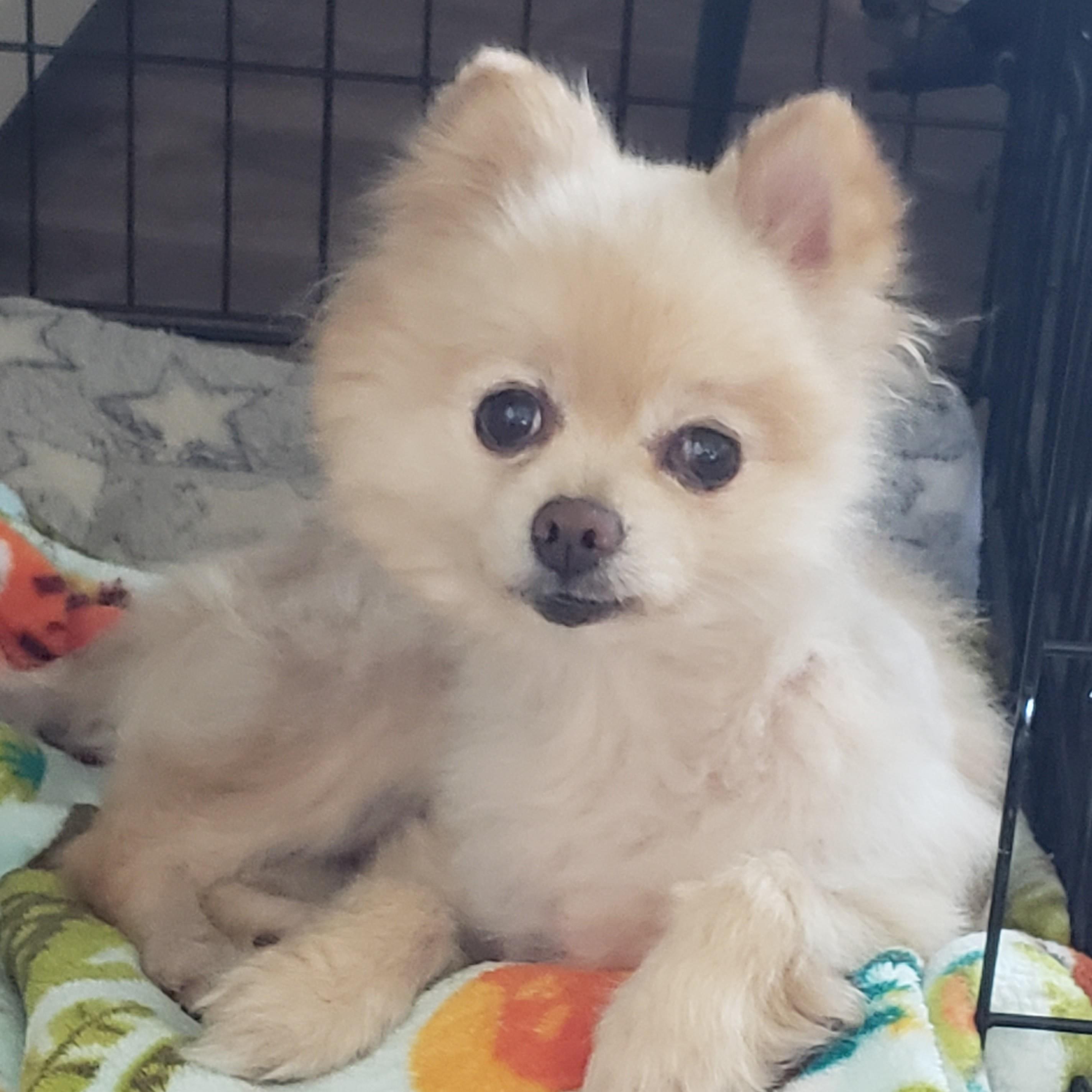 Bongo, ADOPTABLE, Adult Male Pomeranian.