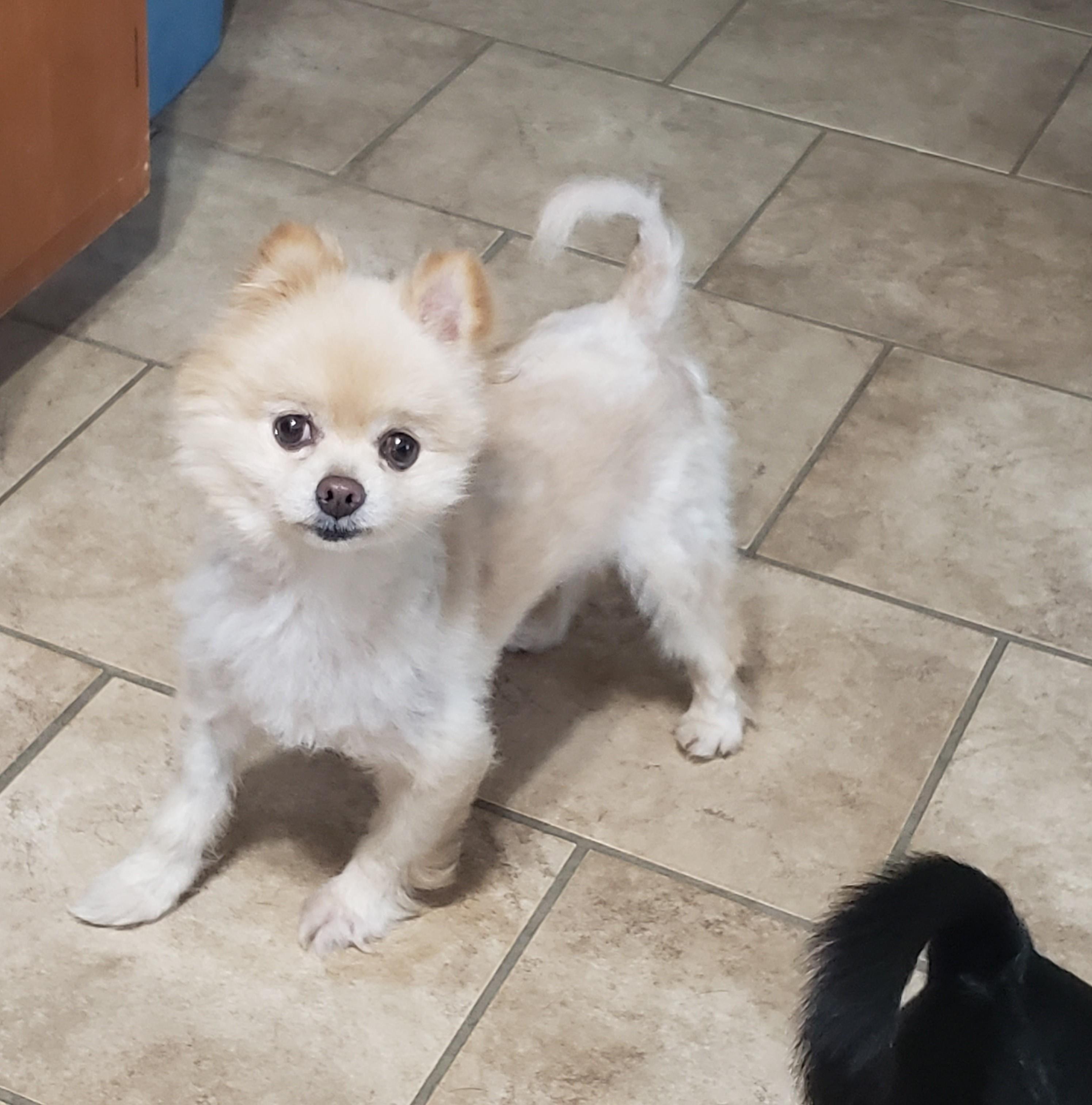 Bongo, a ADOPTABLE Pomeranian in Albany, NY image 2/6