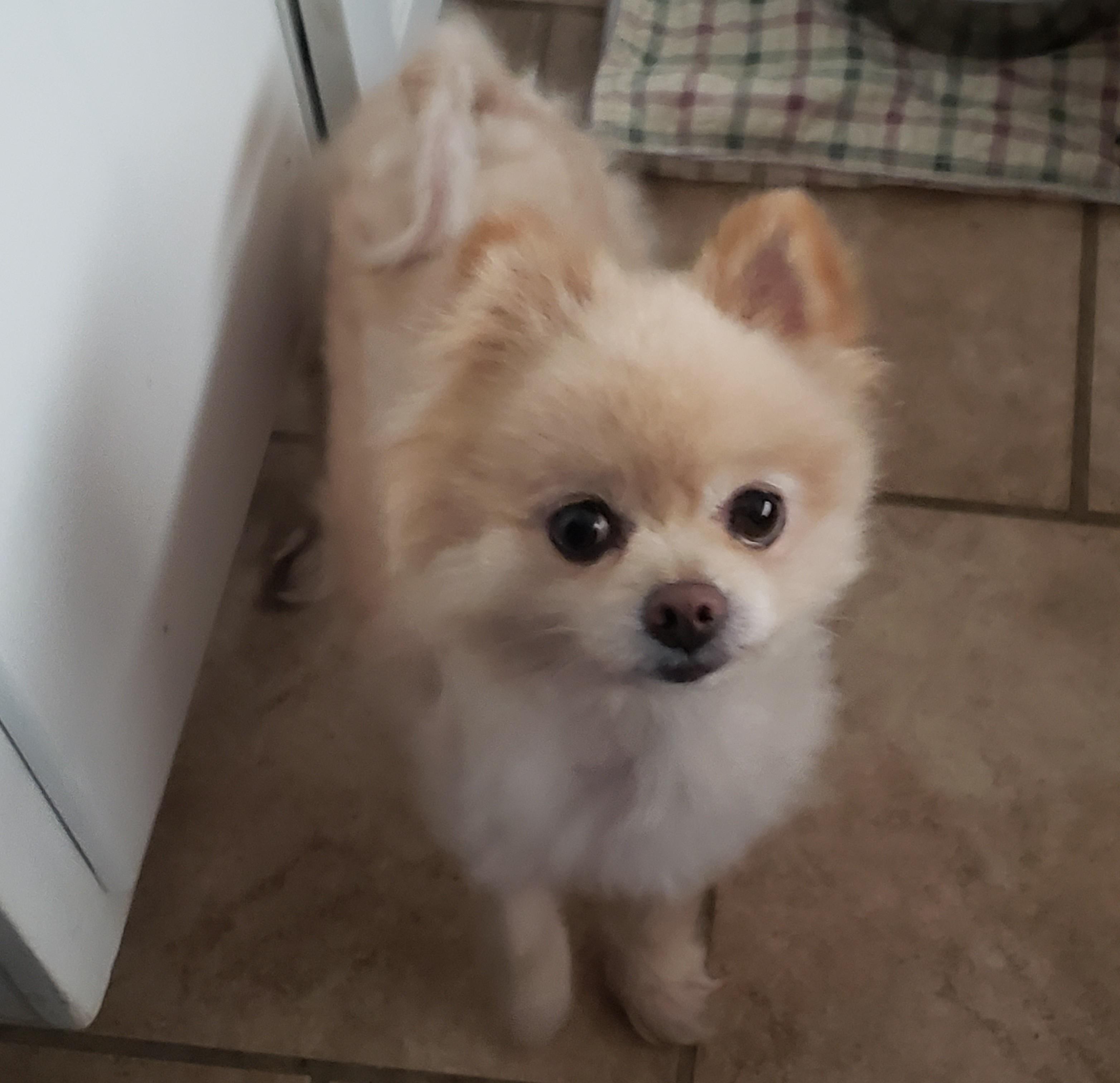 Bongo, a ADOPTABLE Pomeranian in Albany, NY image 3/6