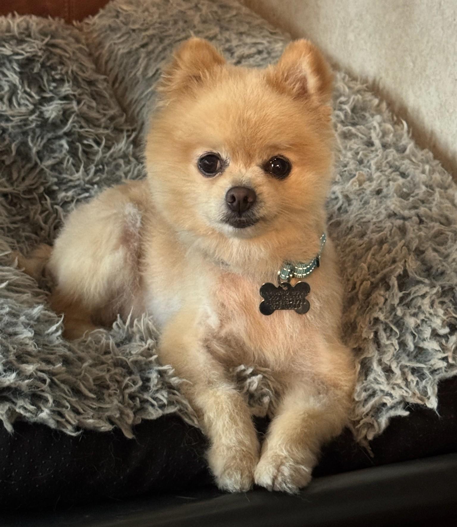 Bongo, a ADOPTABLE Pomeranian in Albany, NY image 5/6