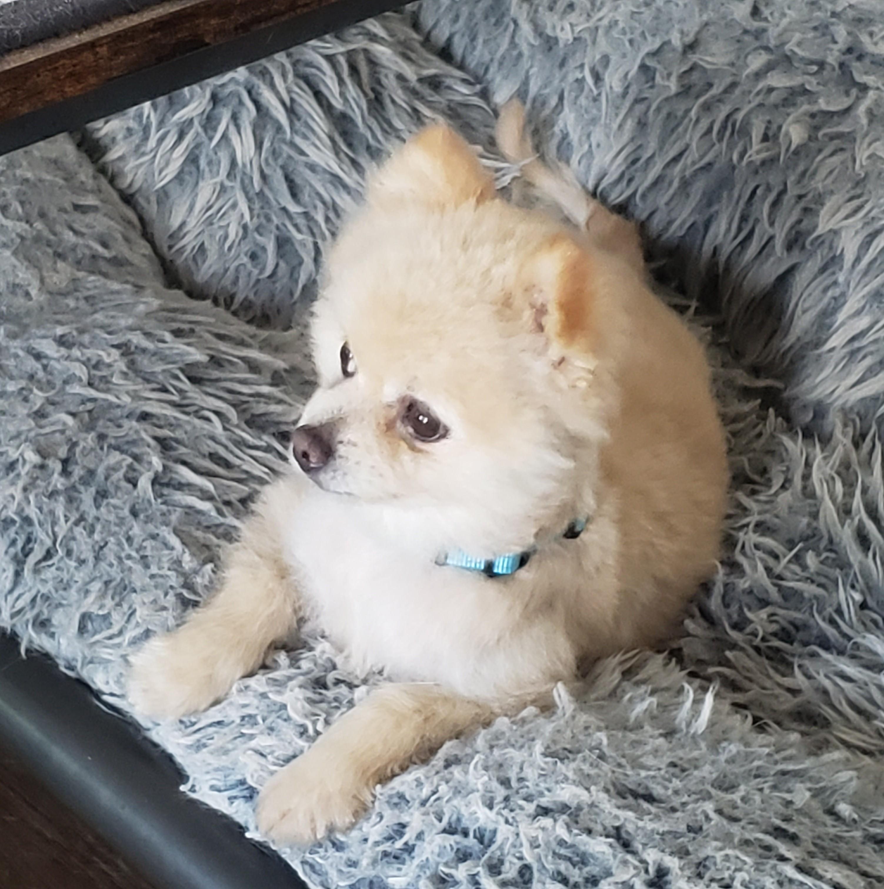 Bongo, a ADOPTABLE Pomeranian in Albany, NY image 6/6
