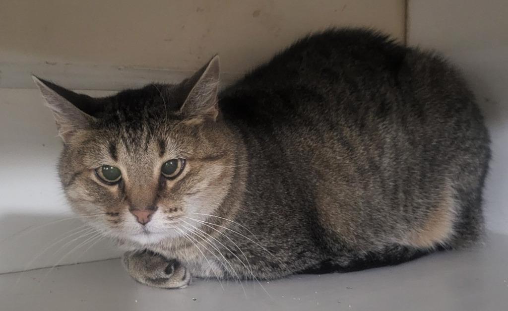 Enlarge Kitty (Front Declawed), a Adoptable mixed breed in St. Louis, MO image 1/1