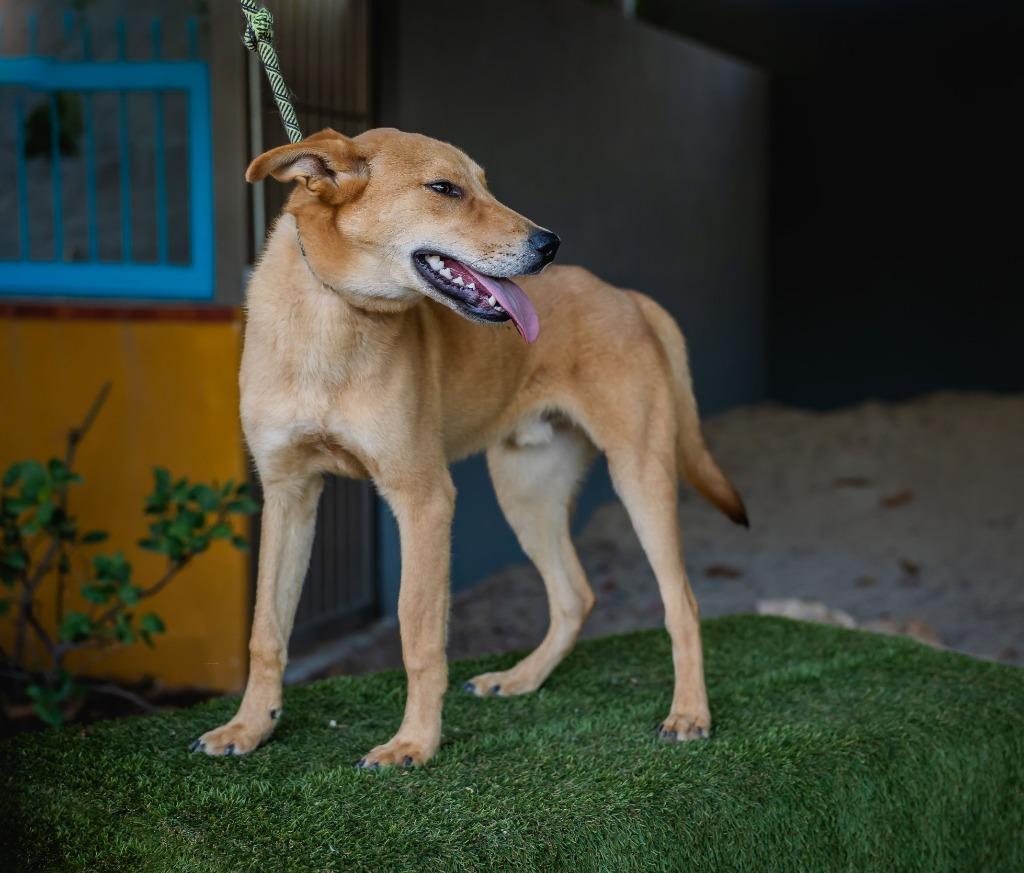 Apolo, Adoptable, Young Male Carolina Dog & Shiba Inu.
