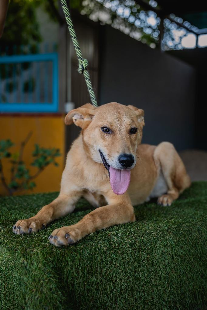 Apolo, a Adoptable mixed breed in Anacortes, WA image 2/6