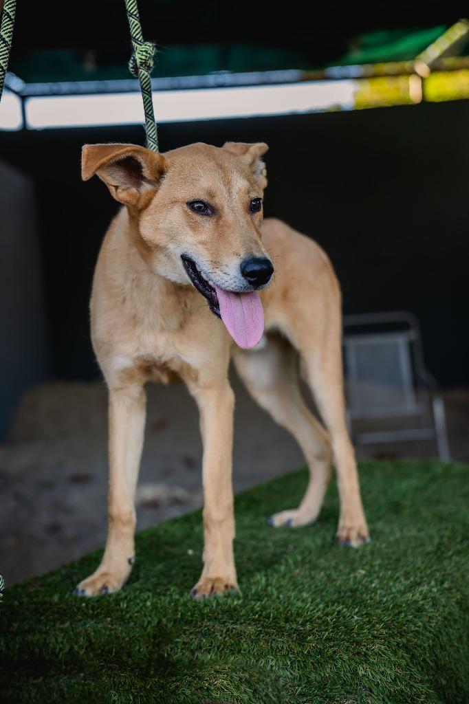 Apolo, a Adoptable mixed breed in Anacortes, WA image 3/6