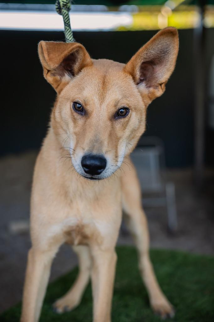 Apolo, a Adoptable mixed breed in Anacortes, WA image 4/6