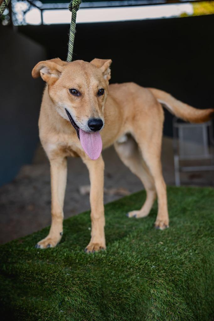 Apolo, a Adoptable mixed breed in Anacortes, WA image 5/6