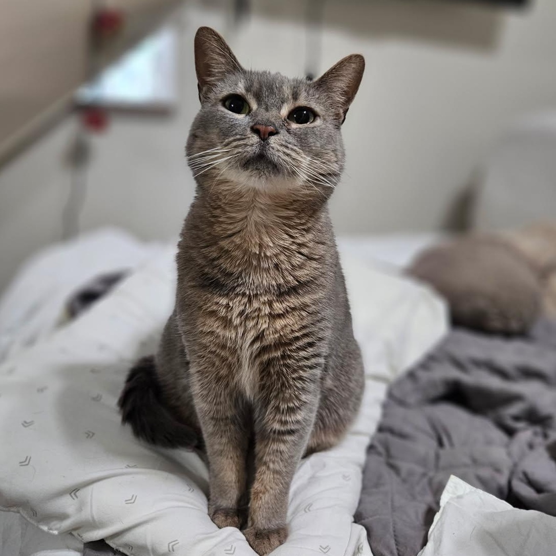 Etta, Adoptable, Adult Female Domestic Short Hair.