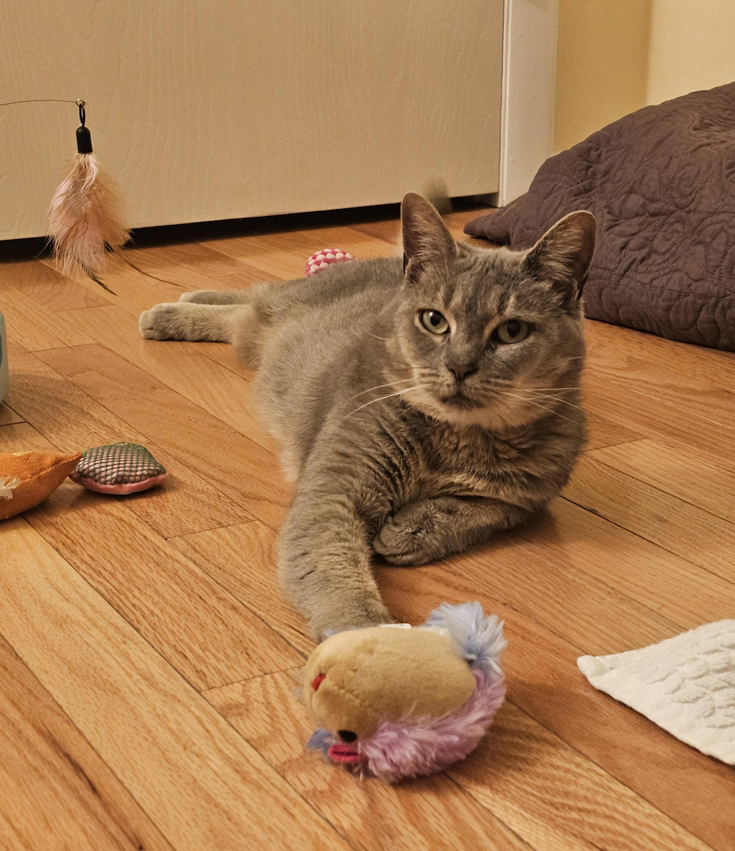 Enlarge Etta, a Adoptable Domestic Short Hair in Pittsburgh, PA image 2/6