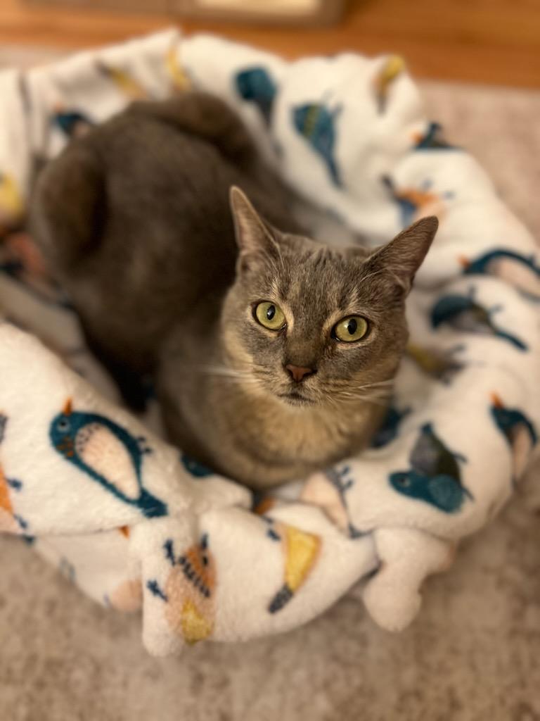 Enlarge Etta, a Adoptable Domestic Short Hair in Pittsburgh, PA image 3/6