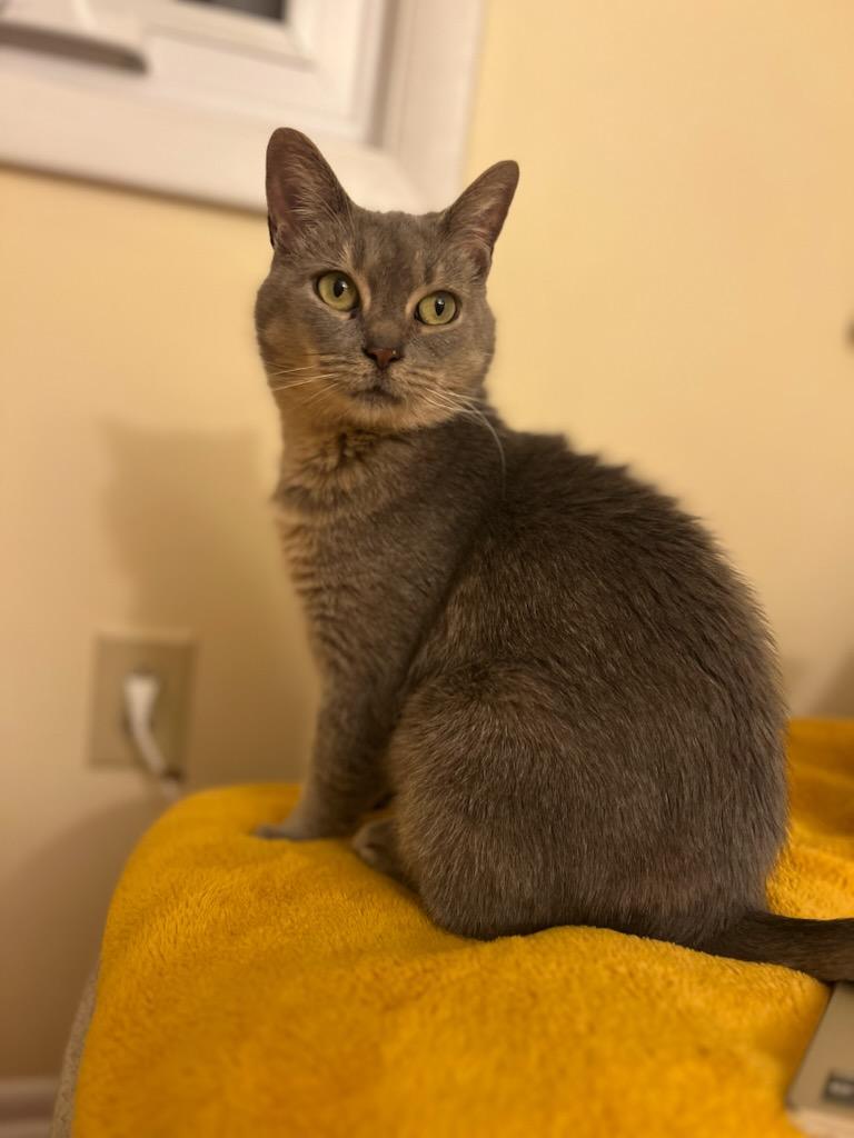 Enlarge Etta, a Adoptable Domestic Short Hair in Pittsburgh, PA image 4/6