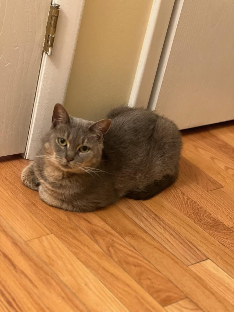 Enlarge Etta, a Adoptable Domestic Short Hair in Pittsburgh, PA image 6/6