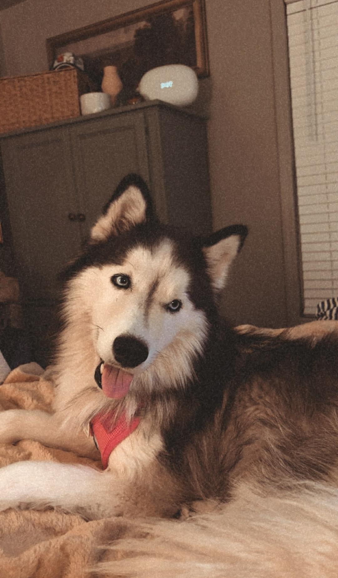 Enlarge Willow, a ADOPTABLE Siberian Husky in Central City, KY image 1/4