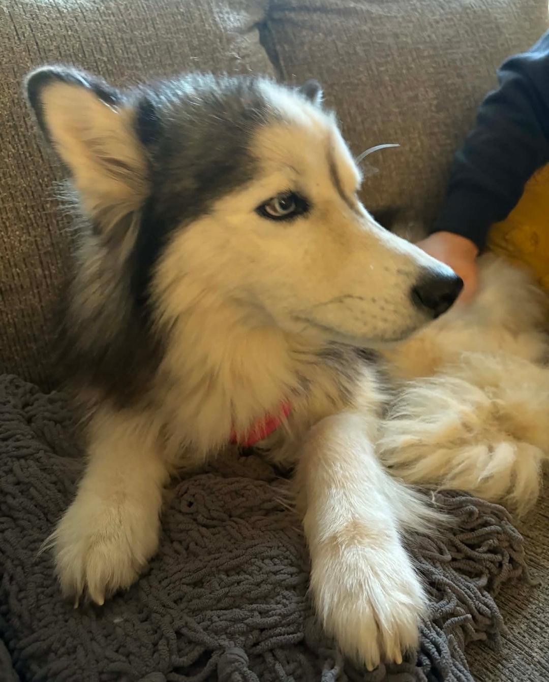 Enlarge Willow, a ADOPTABLE Siberian Husky in Central City, KY image 2/4