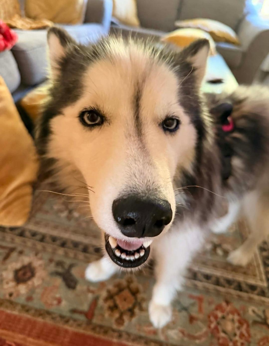 Enlarge Willow, a ADOPTABLE Siberian Husky in Central City, KY image 3/4