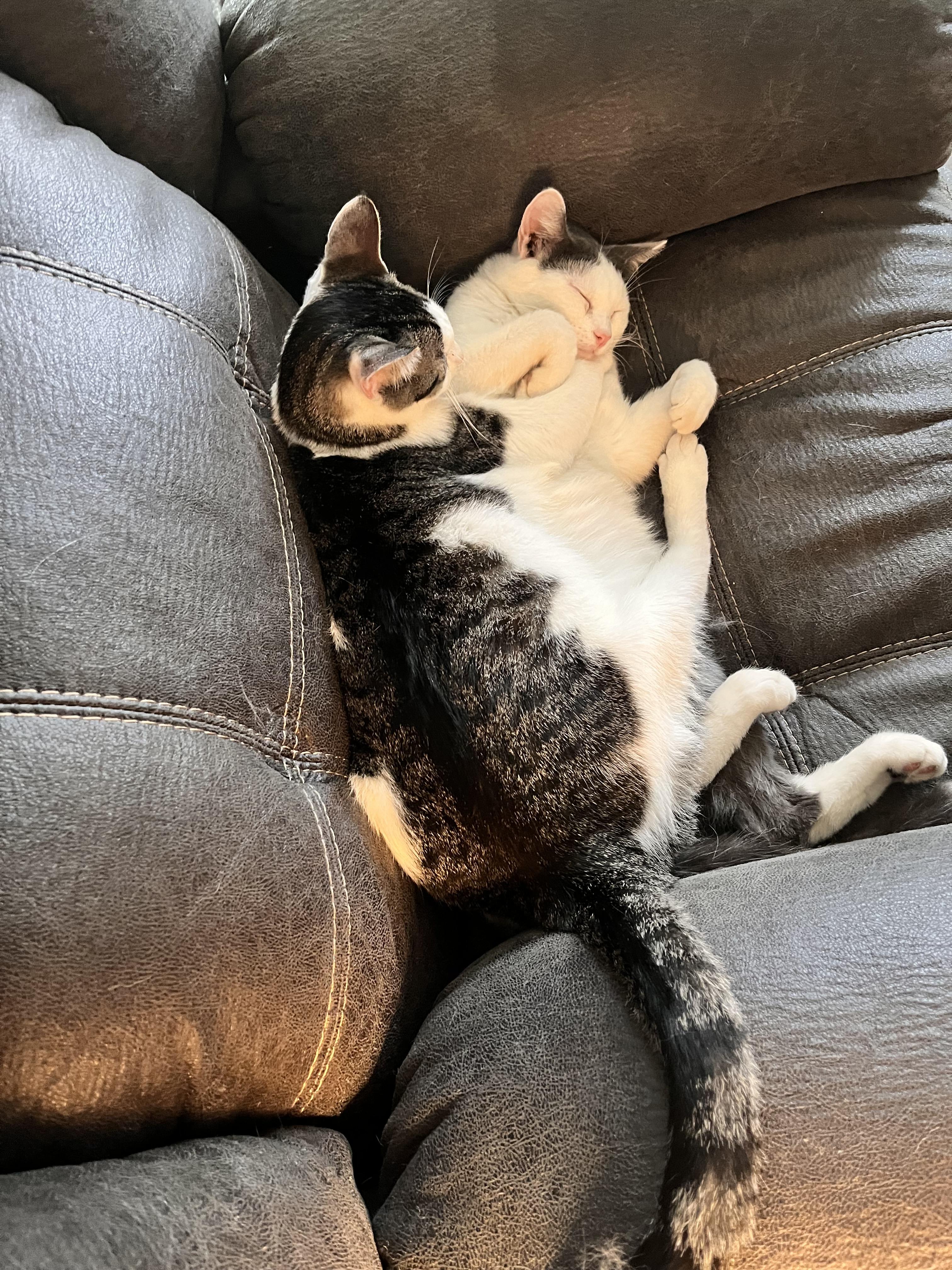 Enlarge Coco and Cotter, bonded pair (Peg-fostered in TN), a Adoptable mixed breed in Brooklyn, CT image 2/6