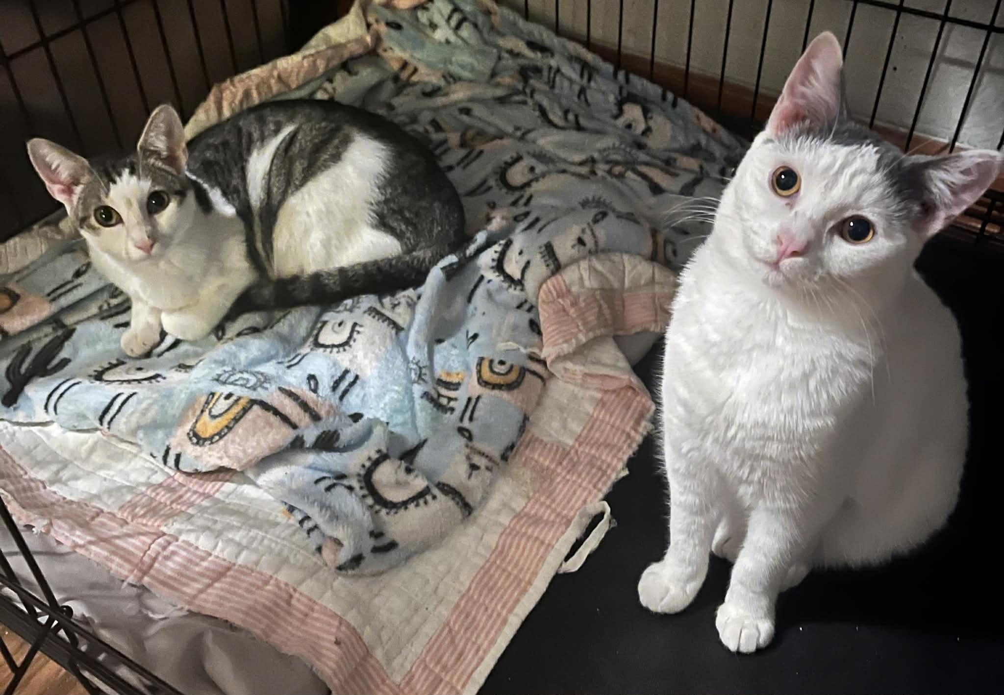 Coco and Cotter, bonded pair (Peg-fostered in TN), Adoptable, Young Male Domestic Short Hair.