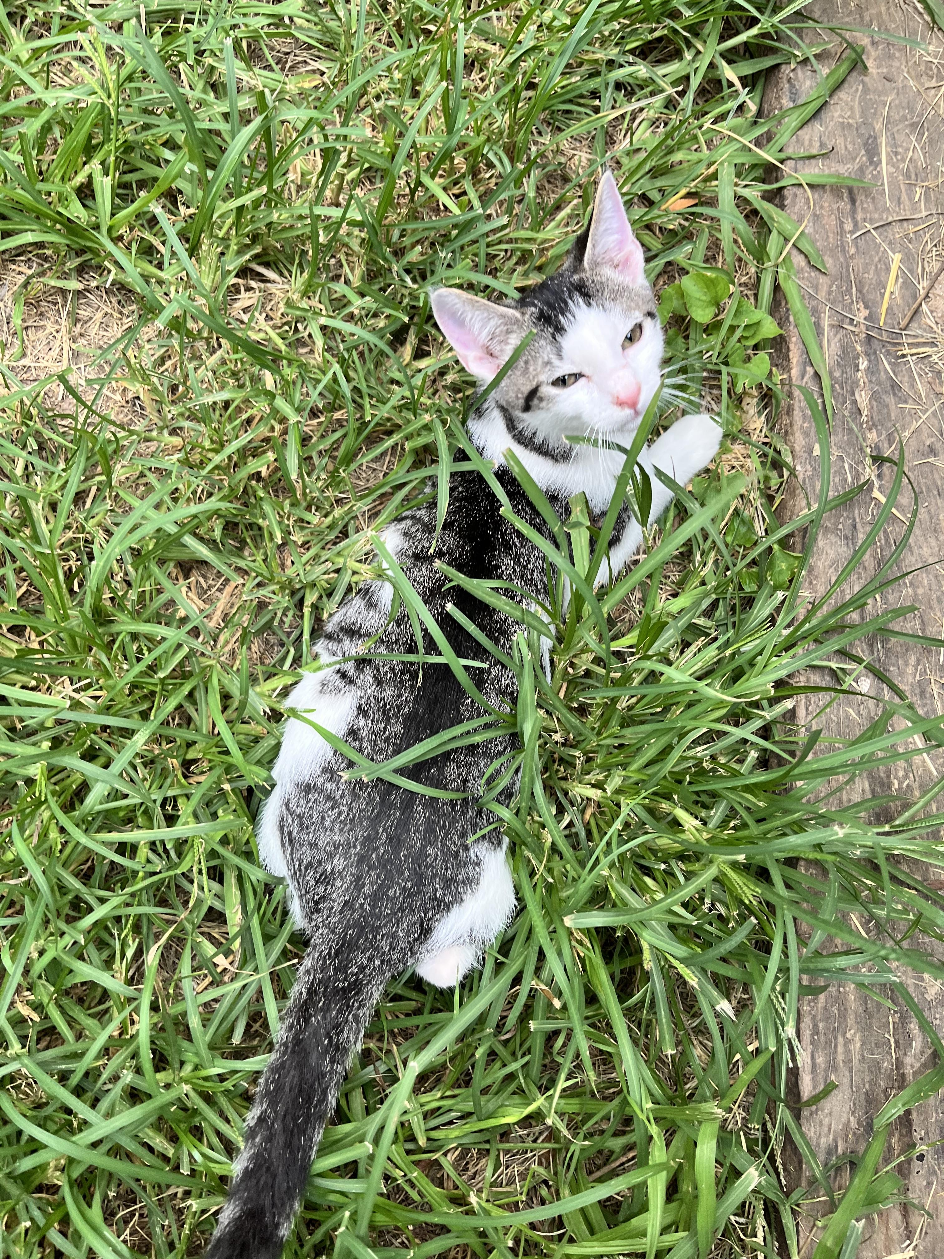 Enlarge Coco (Peg-fostered in TN), a Adoptable mixed breed in Brooklyn, CT image 2/4