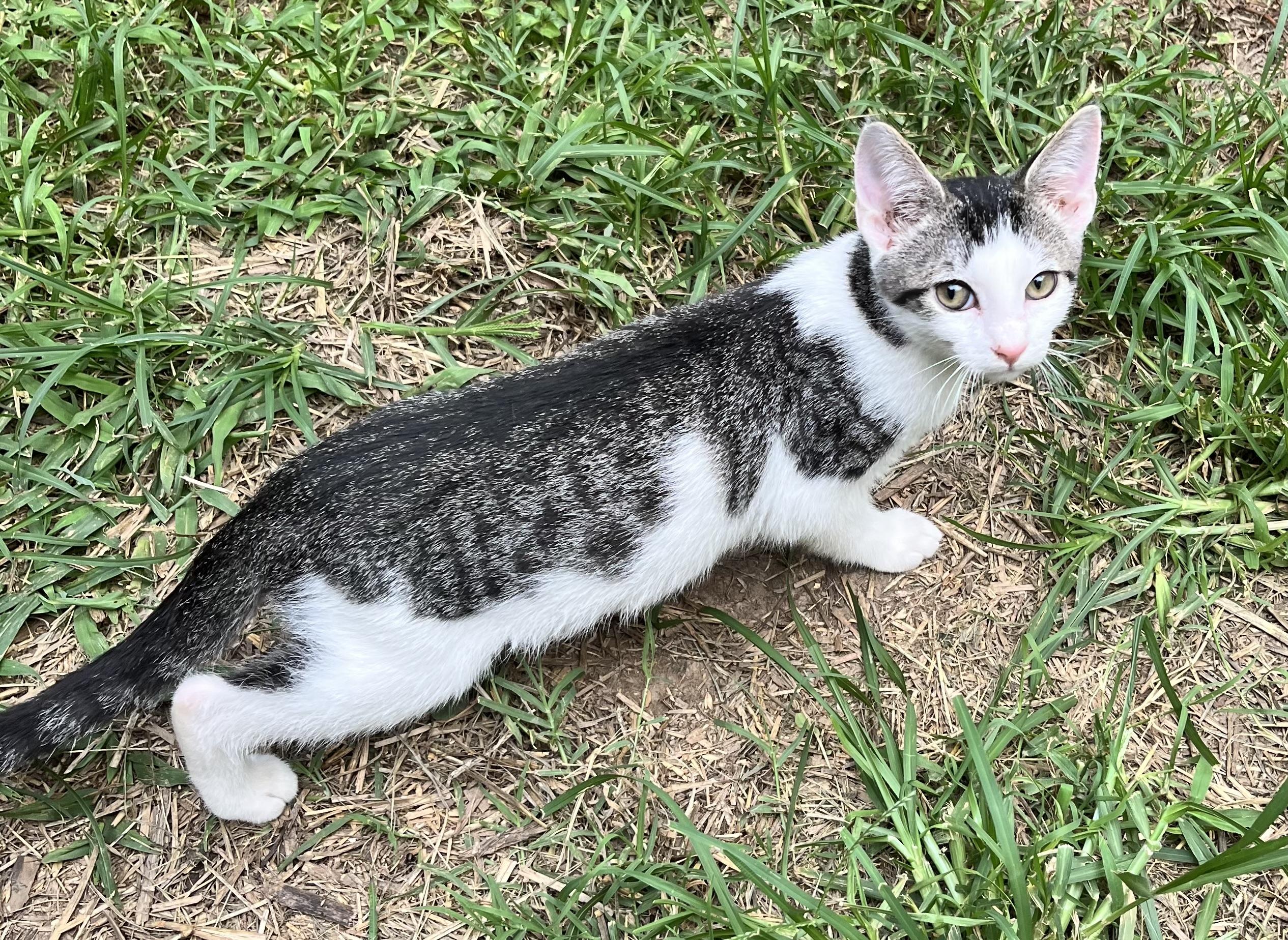 Enlarge Coco (Peg-fostered in TN), a Adoptable mixed breed in Brooklyn, CT image 3/4