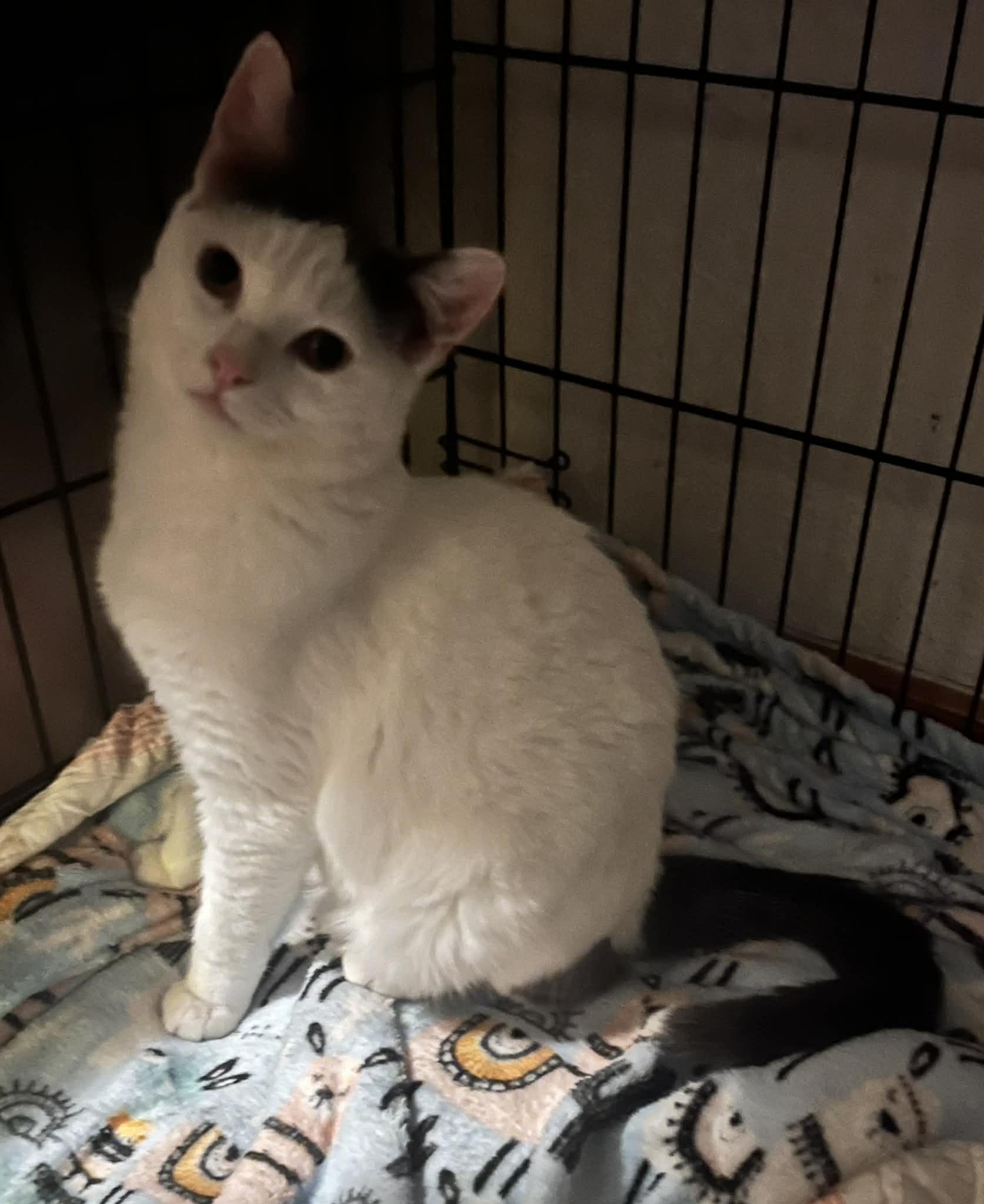 Enlarge Coco and Cotter, bonded pair (Peg-fostered in TN), a Adoptable mixed breed in Brooklyn, CT image 4/6