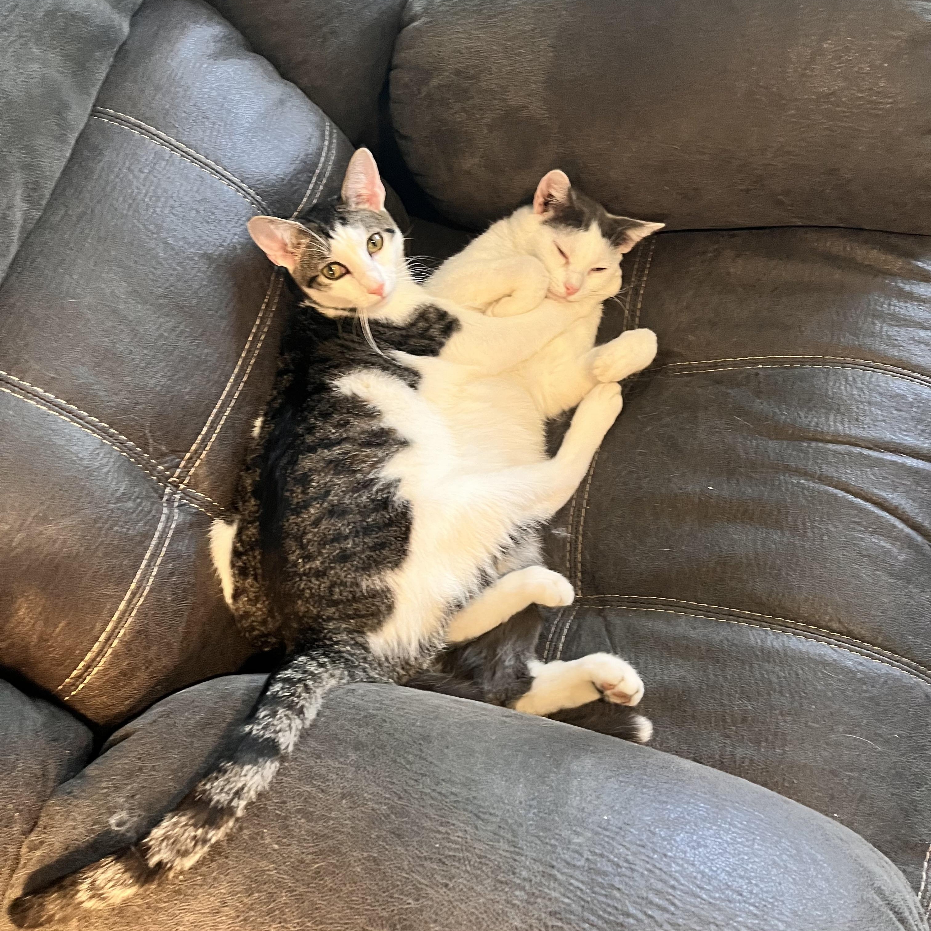 Coco and Cotter, bonded pair (Peg-fostered in TN), Adoptable, Young Male Domestic Short Hair.