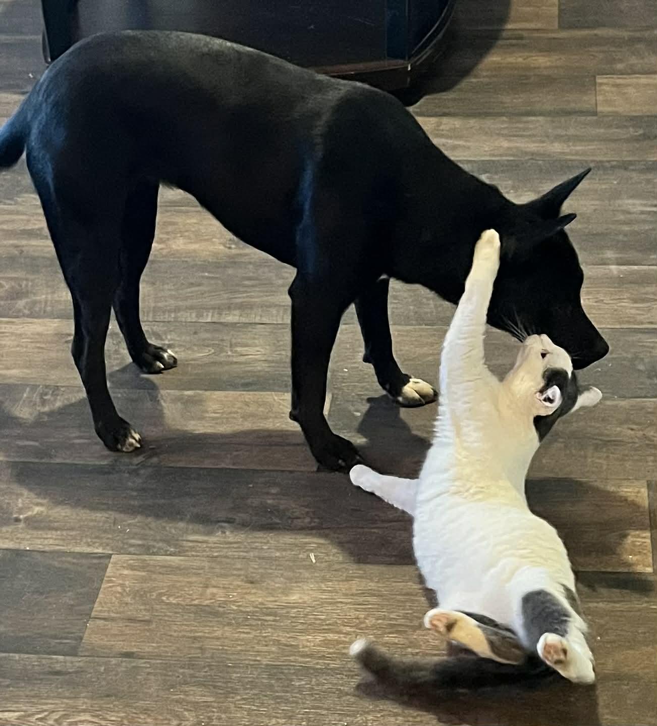 Enlarge Coco and Cotter, bonded pair (Peg-fostered in TN), a Adoptable mixed breed in Brooklyn, CT image 6/6