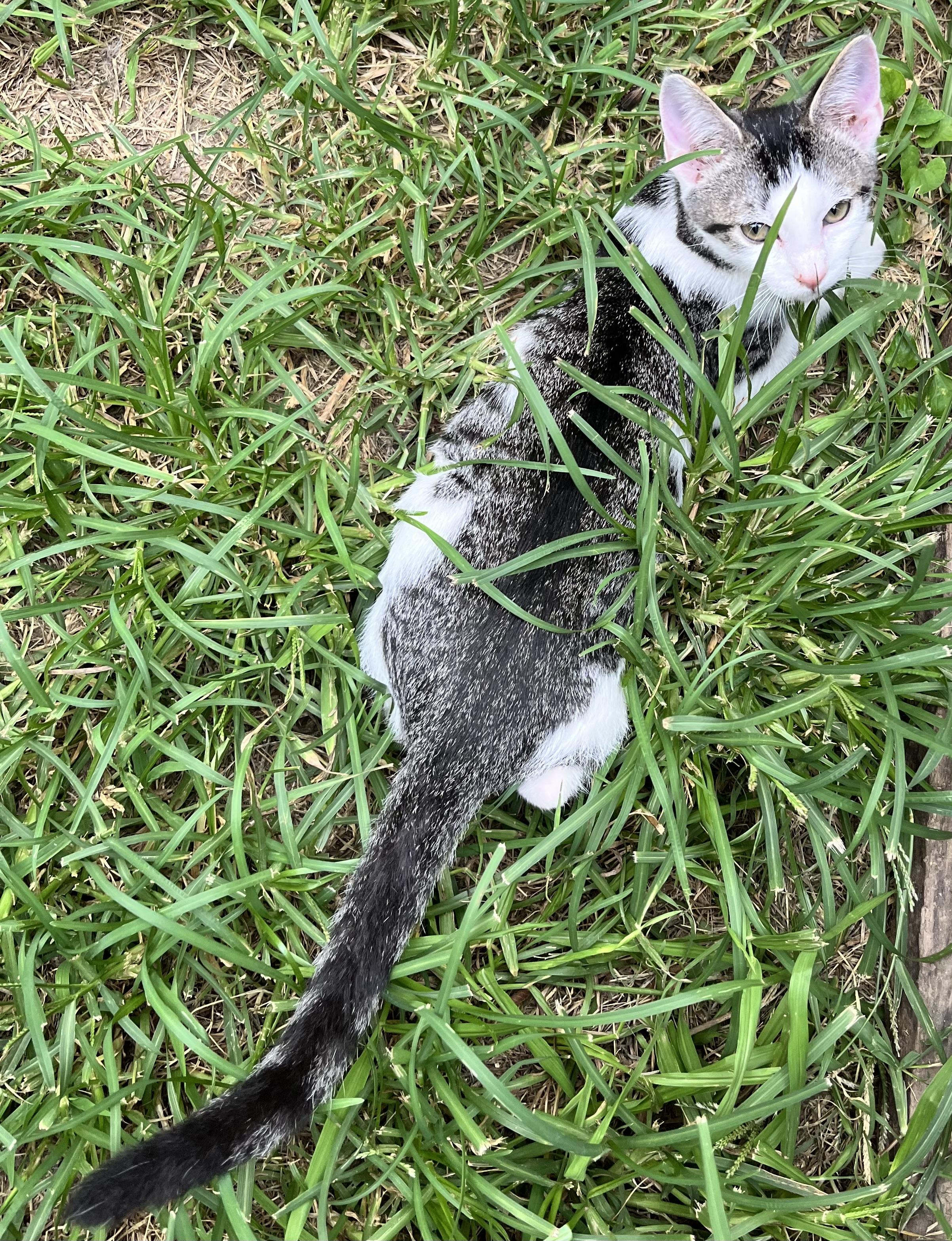 Enlarge Coco (Peg-fostered in TN), a Adoptable mixed breed in Brooklyn, CT image 4/4