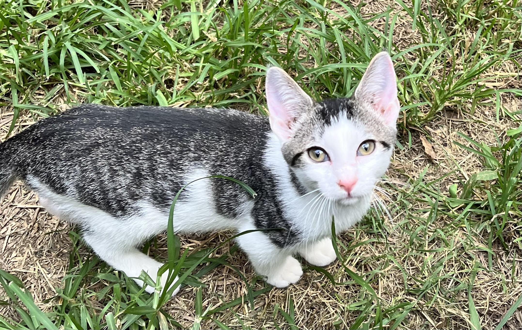 Coco (Peg-fostered in TN), Adoptable, Kitten Male Domestic Short Hair.