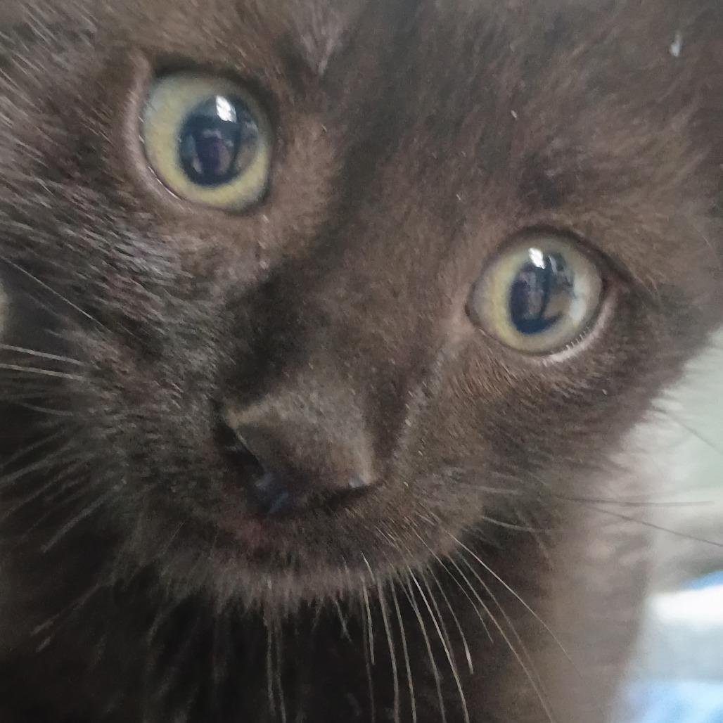 Enlarge Pugsley, a Adoptable Domestic Short Hair in Mebane, NC image 3/6