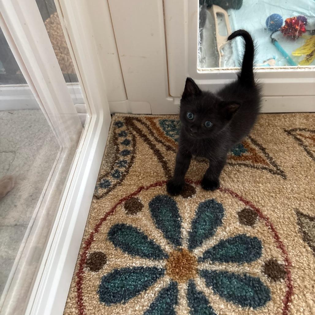 Enlarge Pugsley, a Adoptable Domestic Short Hair in Mebane, NC image 5/6