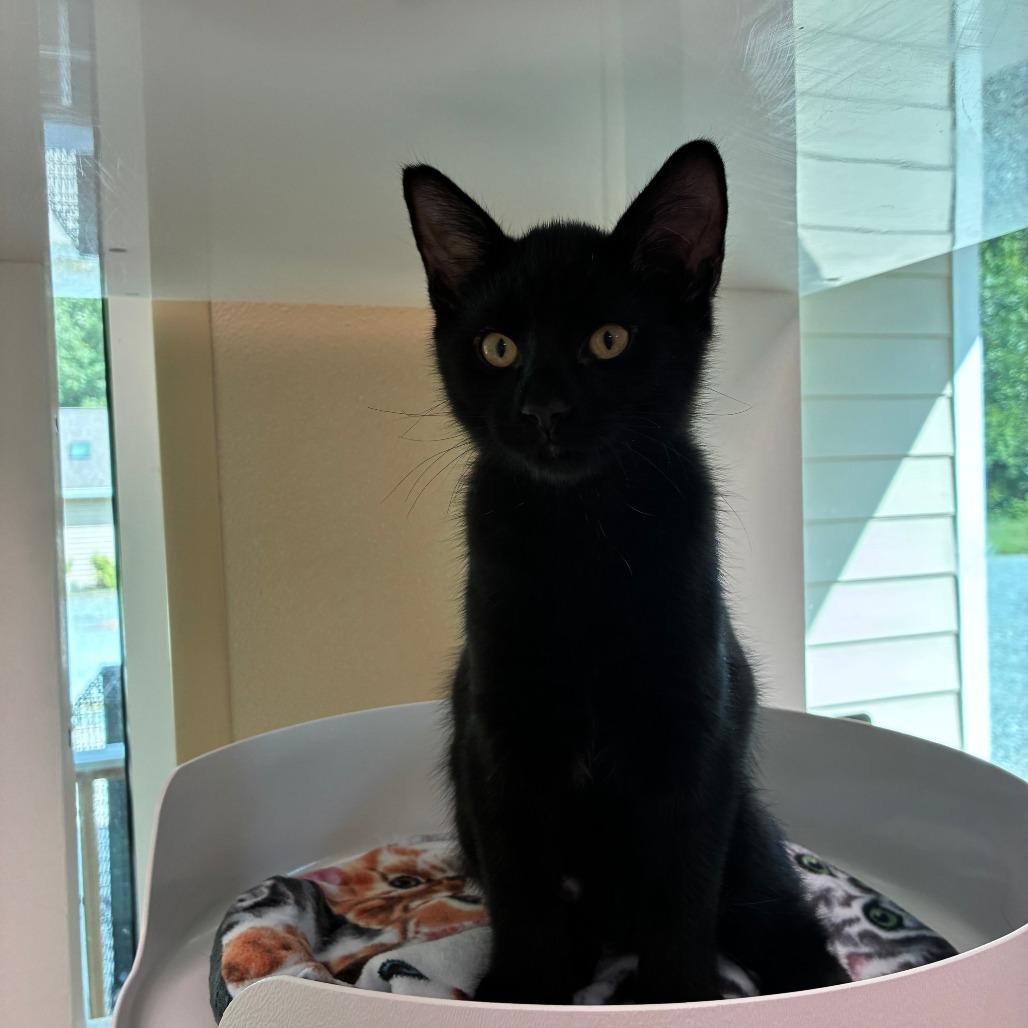 Enlarge Pugsley, a Adoptable Domestic Short Hair in Mebane, NC image 6/6