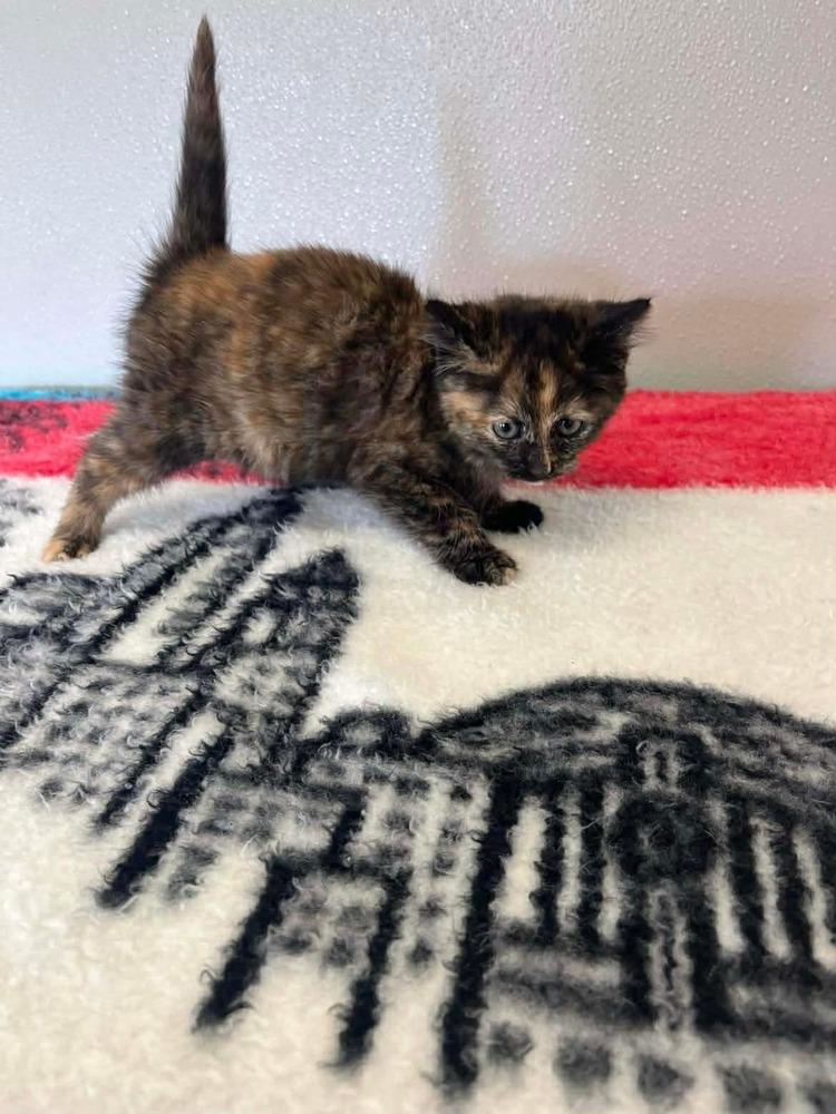 Reeses, a Adoptable Domestic Short Hair in Osgood, IN image 1/2