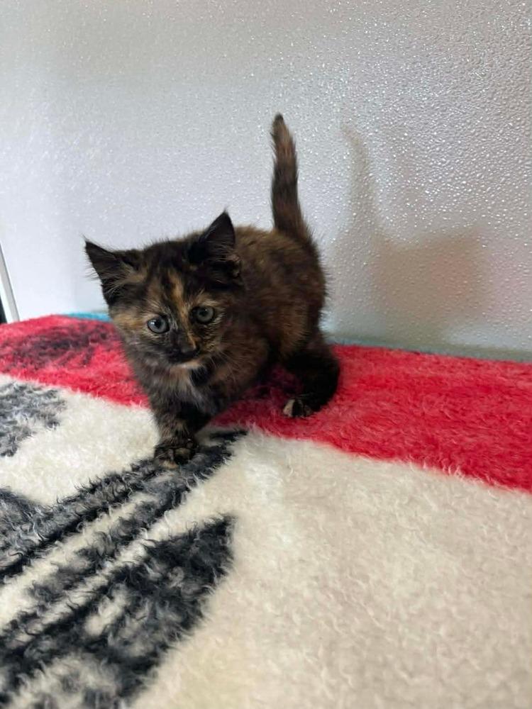 Reeses, a Adoptable Domestic Short Hair in Osgood, IN image 2/2