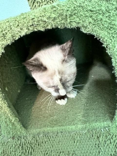 Enlarge Sonic, a Adoptable mixed breed in Bedminster, NJ image 4/6